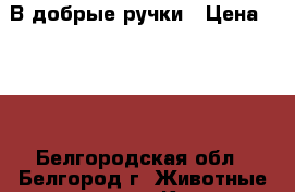 В добрые ручки › Цена ­ 100 - Белгородская обл., Белгород г. Животные и растения » Кошки   . Белгородская обл.